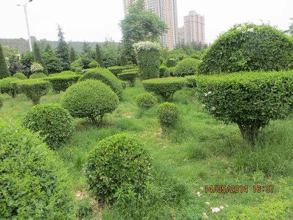 ������С IMG_7501.JPG