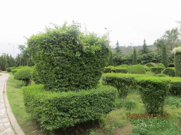 ������С IMG_7502.JPG