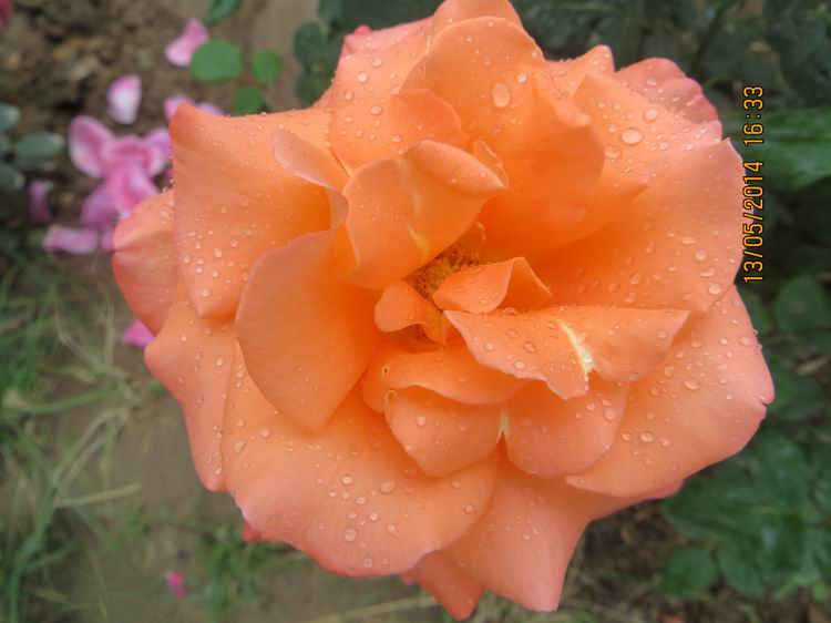 ������С IMG_7426.JPG