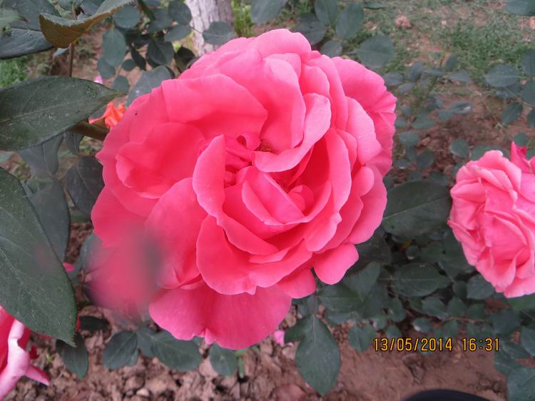 ������С IMG_7420.JPG