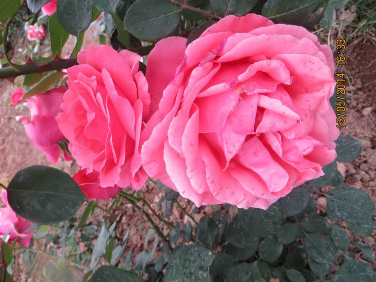 ������С IMG_7425.JPG