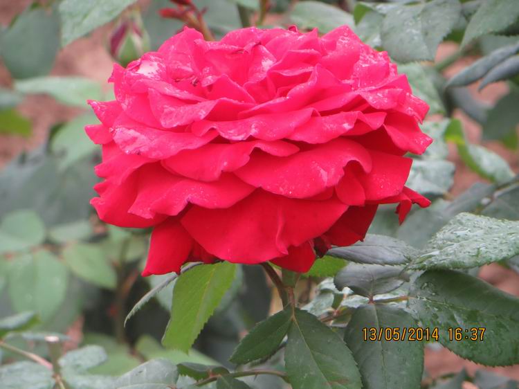 ������С IMG_7436.JPG