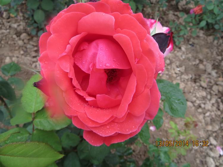 ������С IMG_7422.JPG