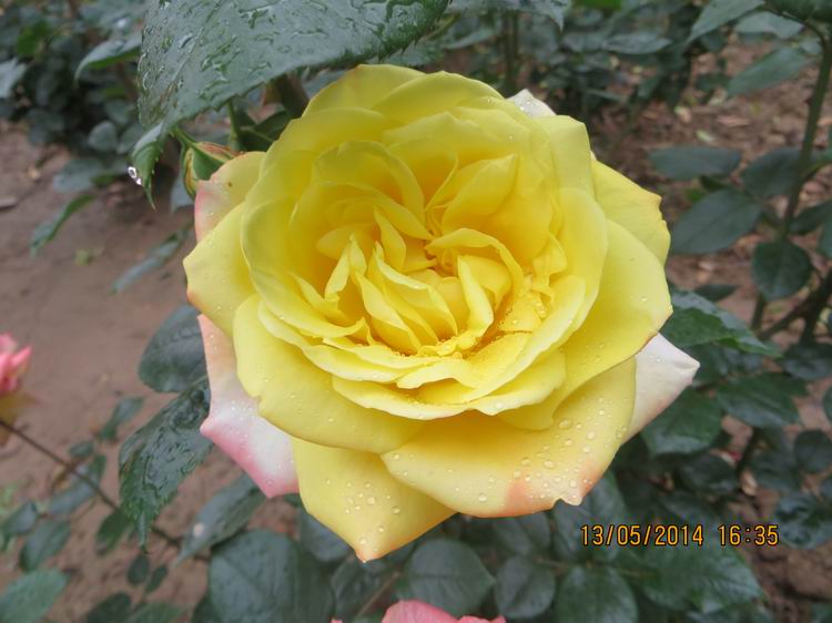 ������С IMG_7431.JPG