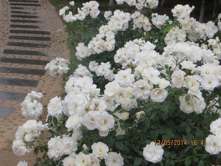 ������С IMG_7448.JPG