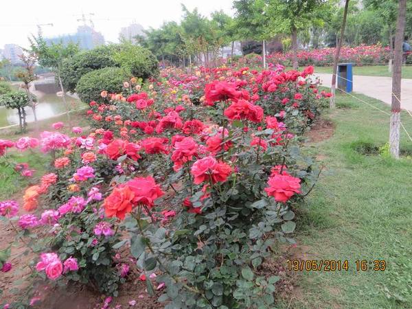 ������С IMG_7427.JPG