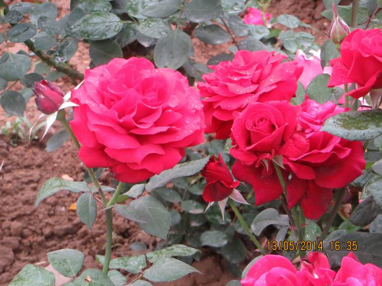 ������С IMG_7430.JPG