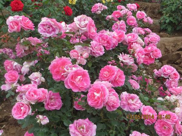 ������С IMG_7445.JPG