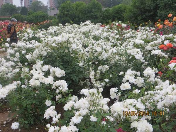 ������С IMG_7449.JPG