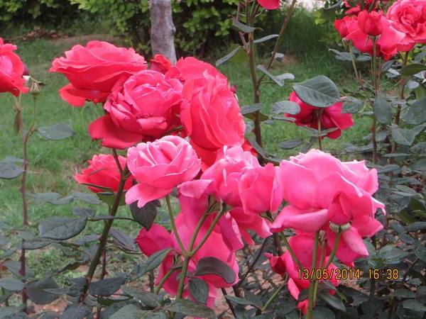 ������С IMG_7440.JPG