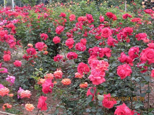 ������С IMG_7441.JPG