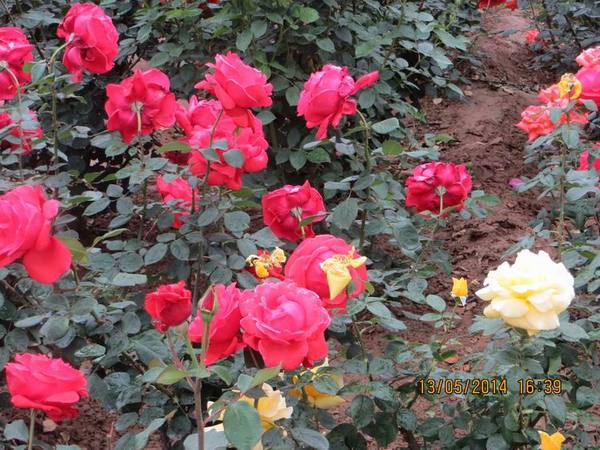 ������С IMG_7442.JPG