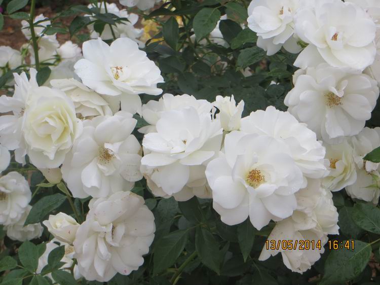 ������С IMG_7446.JPG