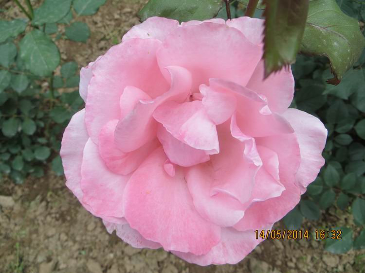 ������С IMG_7495.JPG