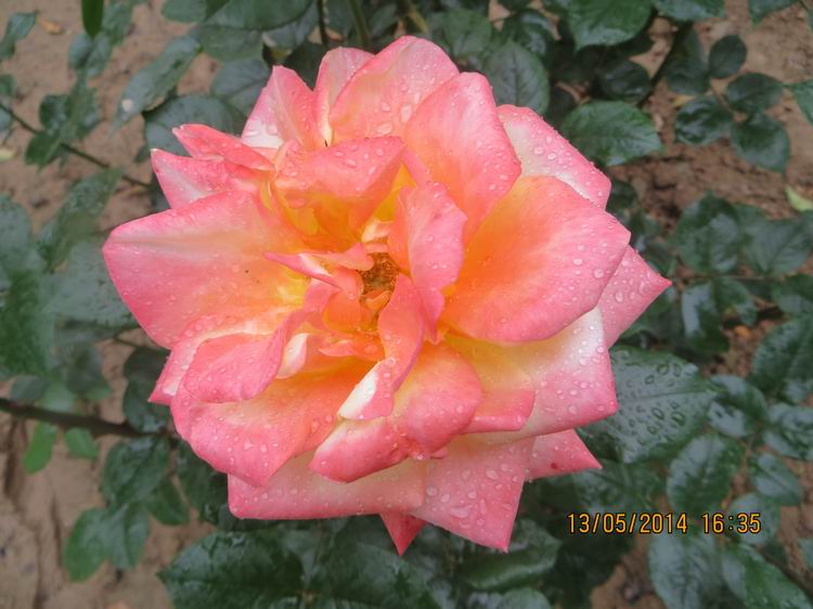 ������С IMG_7432.JPG