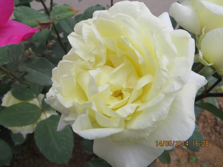 ������С IMG_7493.JPG