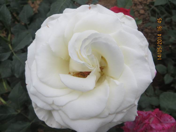 ������С IMG_7517.JPG