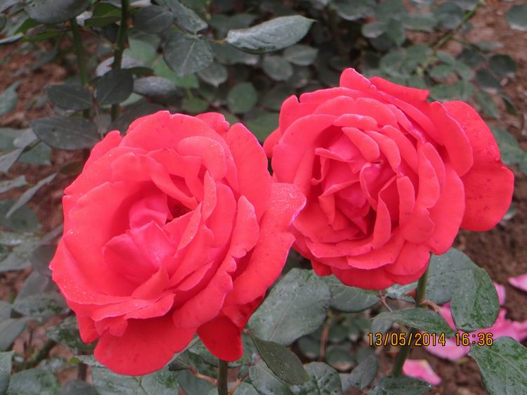 ������С IMG_7435.JPG