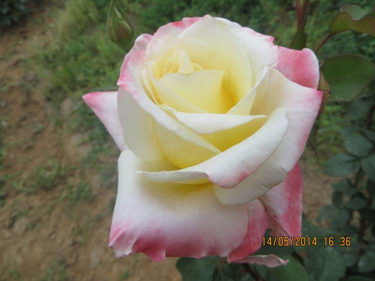 ������С IMG_7498.JPG