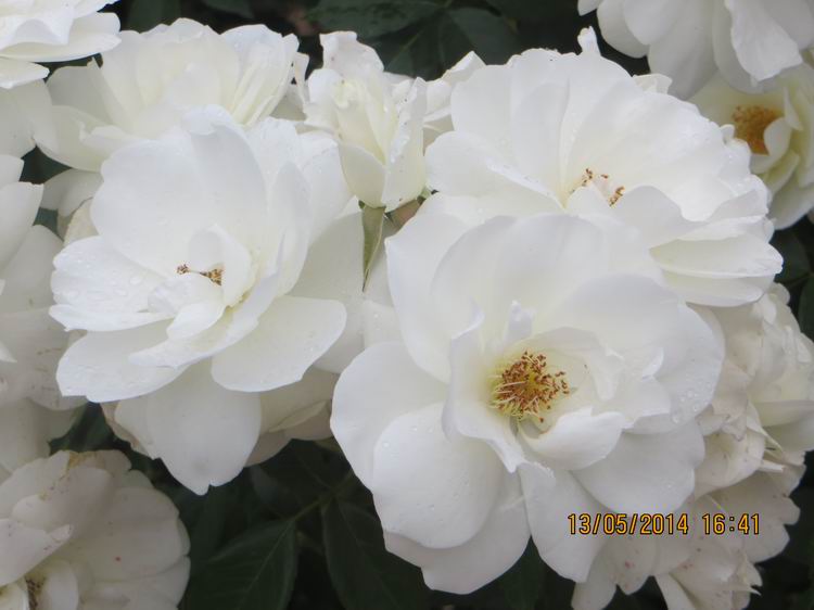 ������С IMG_7447.JPG