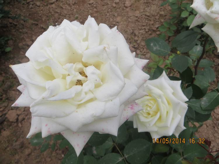 ������С IMG_7494.JPG