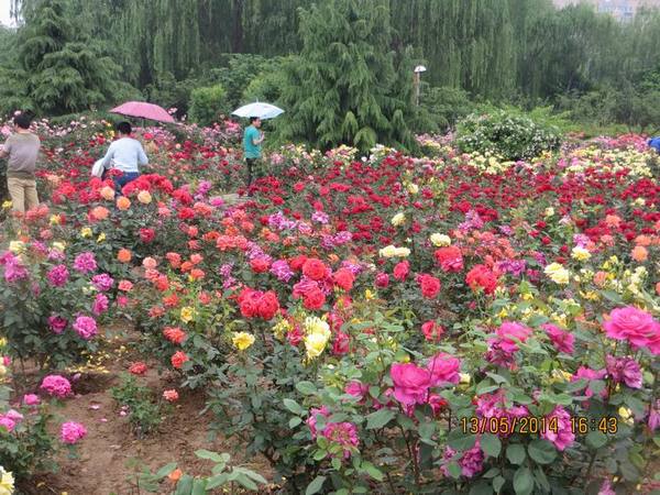 ������С IMG_7454.JPG