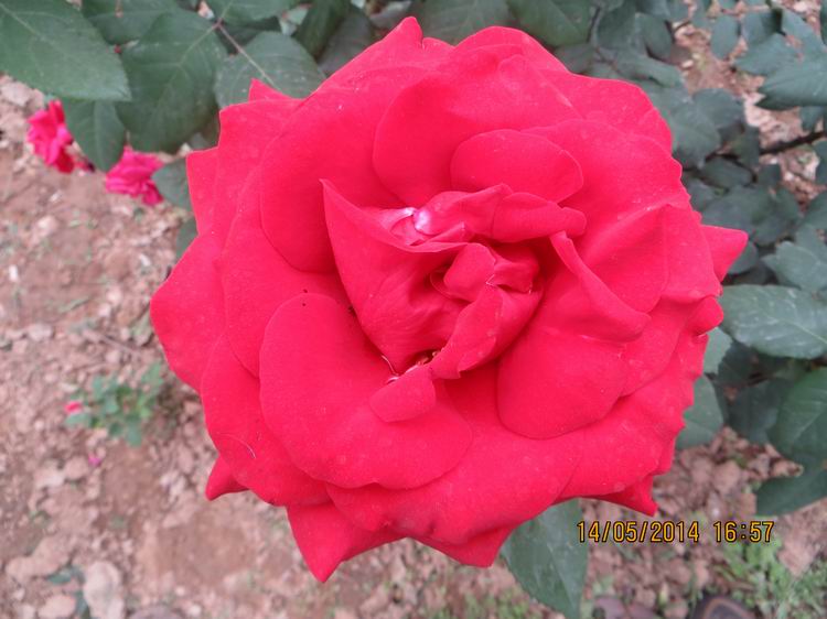 ������С IMG_7526.JPG