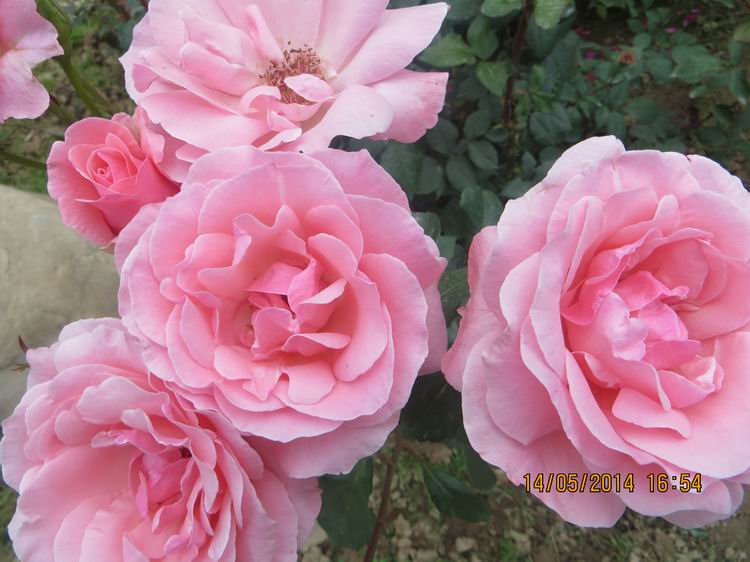 ������С IMG_7524.JPG