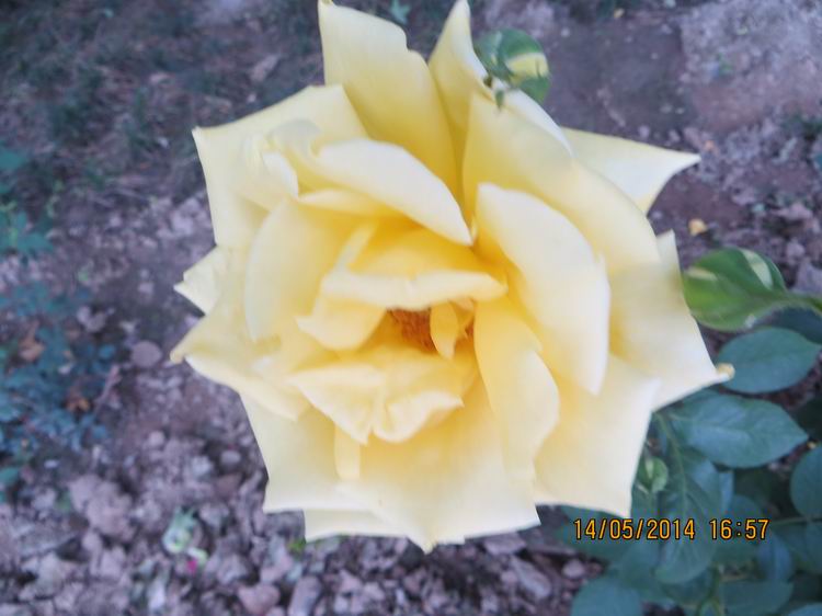 ������С IMG_7525.JPG