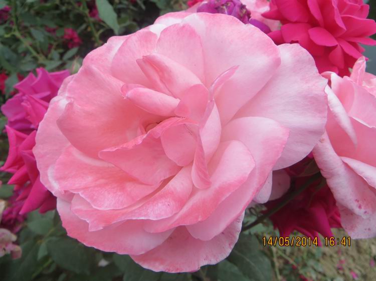 ������С IMG_7515.JPG