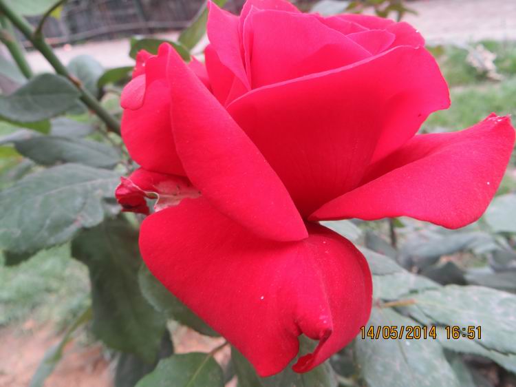 ������С IMG_7522.JPG