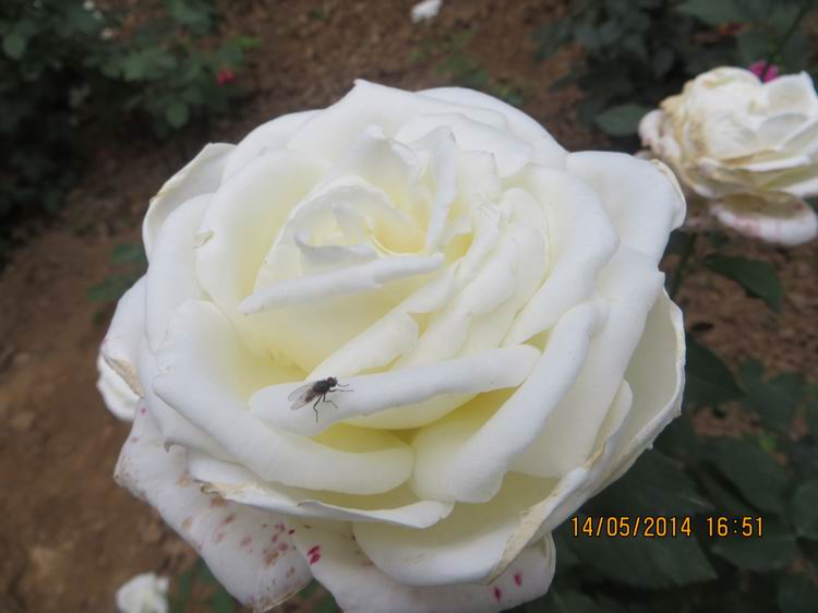 ������С IMG_7523.JPG