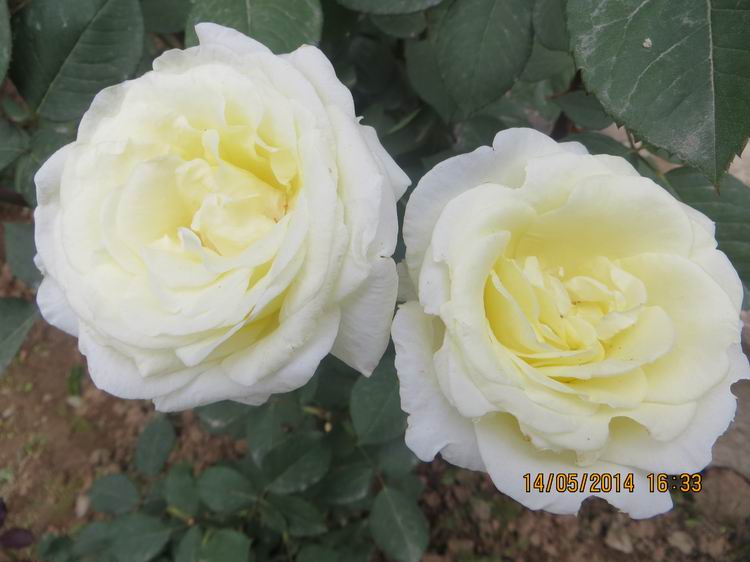 ������С IMG_7496.JPG