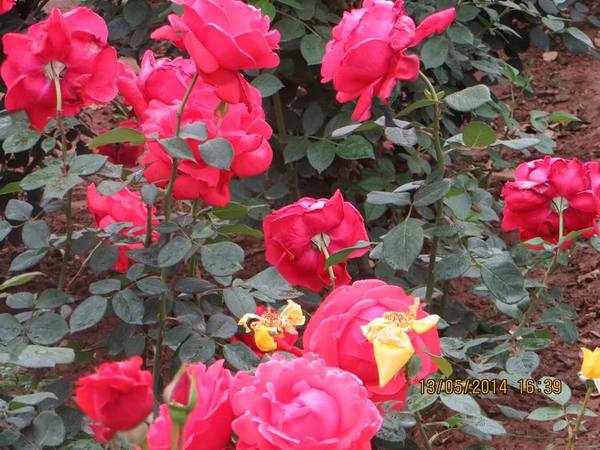 ������С IMG_7443.JPG