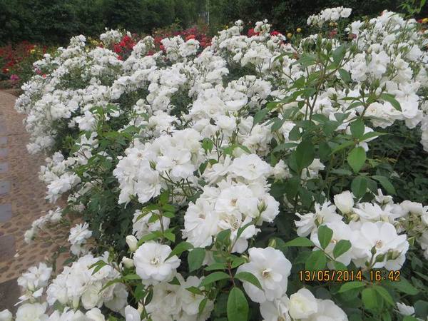 ������С IMG_7450.JPG