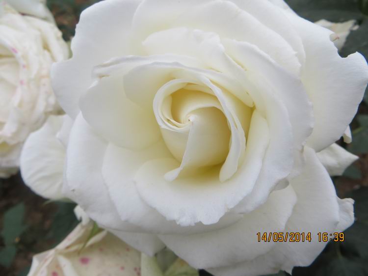 ������С IMG_7509.JPG