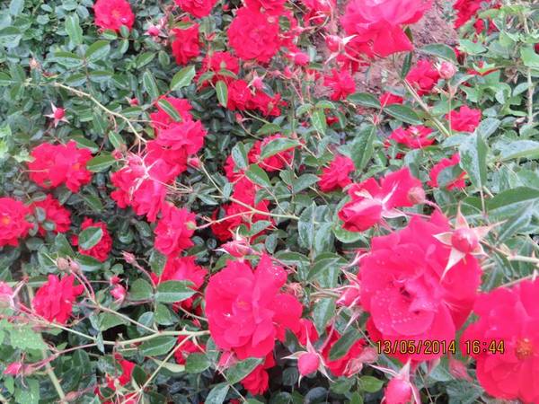 ������С IMG_7459.JPG