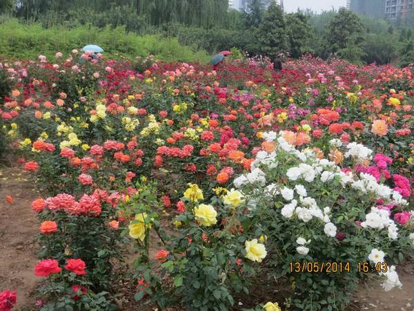 ������С IMG_7453.JPG