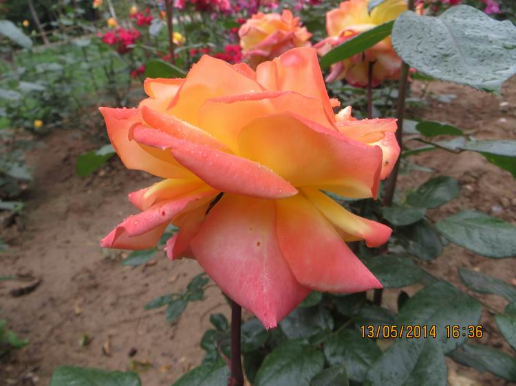 ������С IMG_7434.JPG