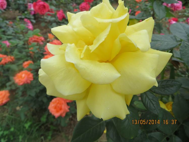 ������С IMG_7437.JPG