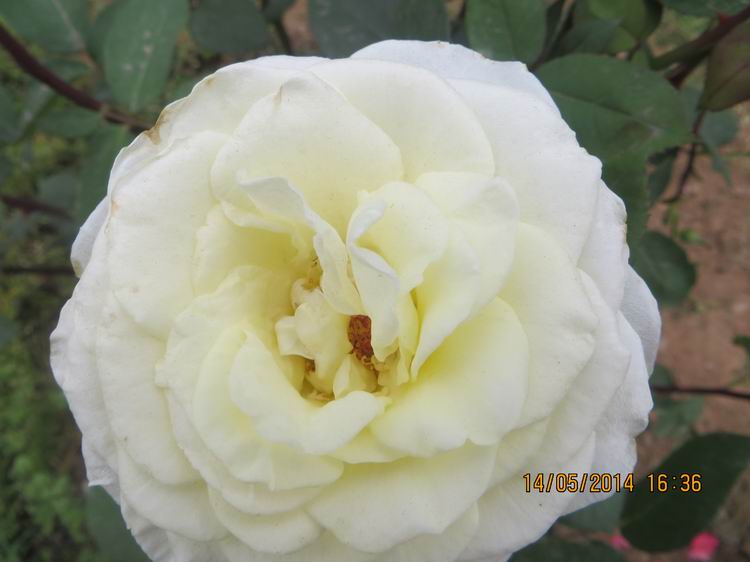 ������С IMG_7499.JPG