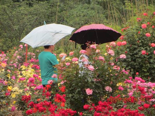 ������С IMG_7457.JPG