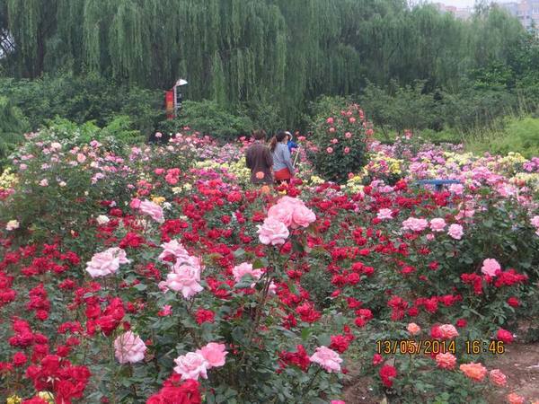 ������С IMG_7464.JPG