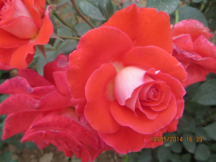 ������С IMG_7508.JPG