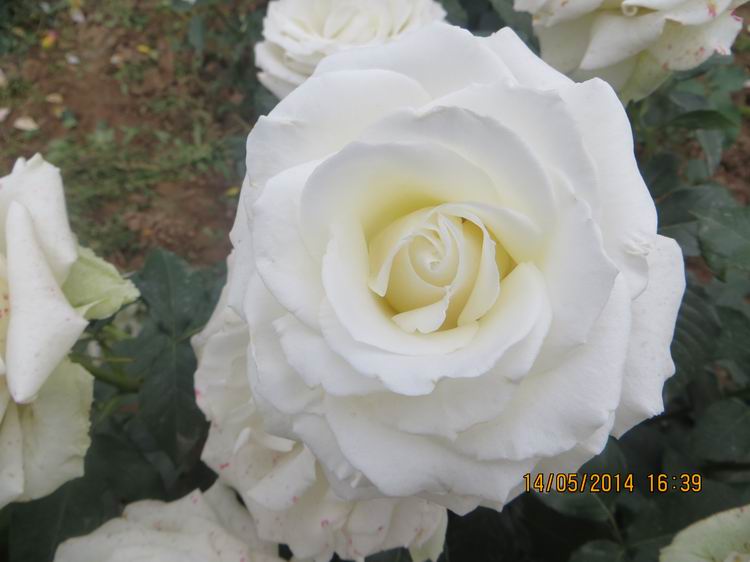 ������С IMG_7506.JPG