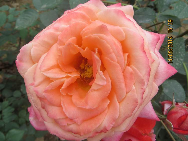 ������С IMG_7507.JPG