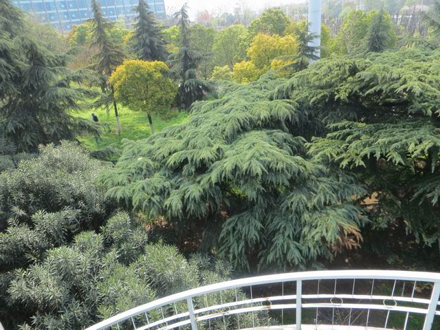 ������С IMG_5940.JPG