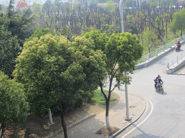 ������С IMG_5938.JPG