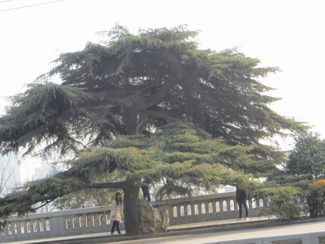 ������С IMG_6034.JPG