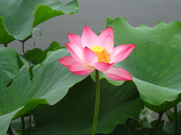 ��Ժ��ɡ��յ� 005.jpg